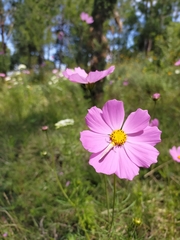 Cosmos bipinnatus