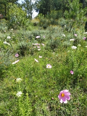 Cosmos bipinnatus