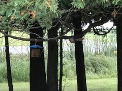 Melanerpes carolinus