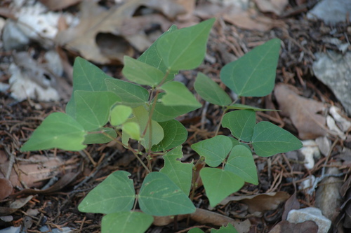 Boerne Bean (Phaseolus texensis) · iNaturalist