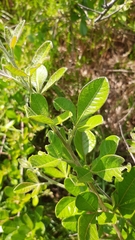 Searsia tomentosa