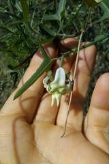 Araujia angustifolia