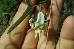 Araujia angustifolia