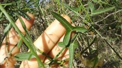 Araujia angustifolia