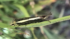 Crambus occidentalis