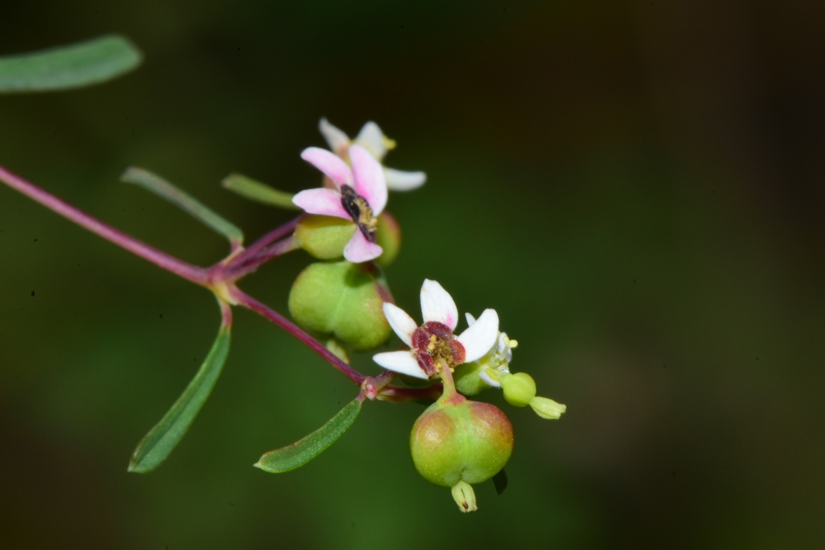 Euphorbia missurica