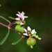 Euphorbia missurica - Photo (c) Joey Santore, μερικά δικαιώματα διατηρούνται (CC BY-NC), uploaded by Joey Santore