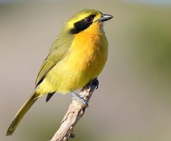 Telophorus olivaceus