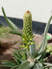 Aloe vera
