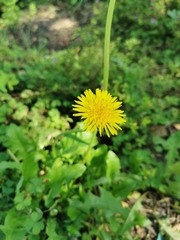Taraxacum officinale