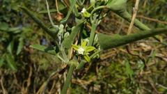 Araujia brachystephana