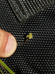 Scaphyglottis sessilis