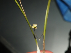 Scaphyglottis sessilis