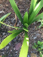 Clivia miniata miniata