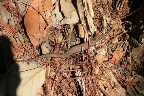 Gadow's Alligator Lizard, Abronia gadovii