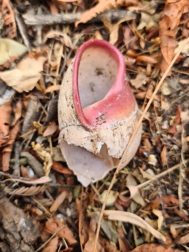 Giant South American Snail