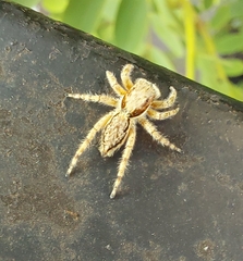 Menemerus bivittatus