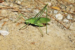 Acrometopa syriaca