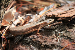 Gadow's Alligator Lizard photo 2