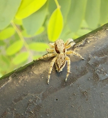 Menemerus bivittatus