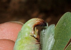 Acrometopa syriaca