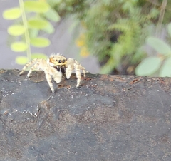 Menemerus bivittatus