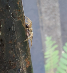 Menemerus bivittatus