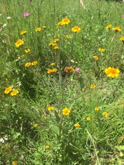 Tridax trilobata