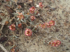 Pyankovia brachiata