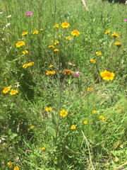 Tridax trilobata