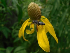 Coelioxys sayi