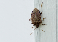 Halyomorpha halys