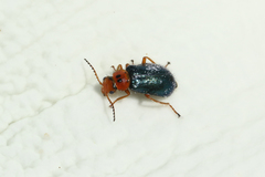Ascolhedybius hirtus