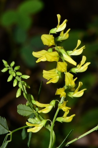 Melilotus officinalis iNat (3)