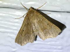 Metarranthis obfirmaria