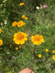 Tridax trilobata
