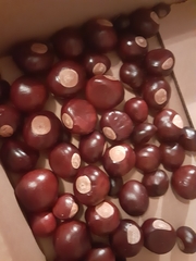 Aesculus glabra glabra