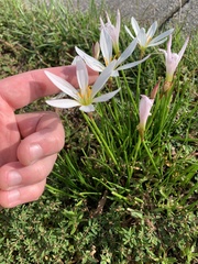 Zephyranthes candida