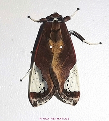 Bertholdia flavidorsata