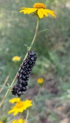 Lepidoptera
