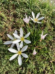 Zephyranthes candida