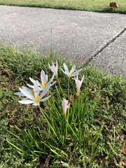 Zephyranthes candida