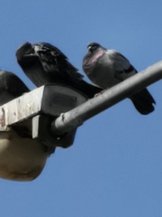 Columba livia