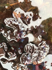 Chondrus crispus