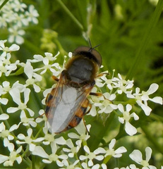 Odontomyia ornata