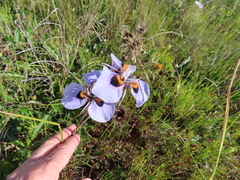 Moraea villosa