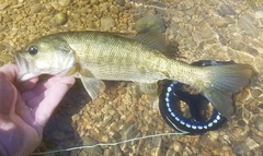 Micropterus treculii