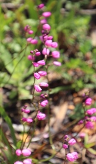 Ixia scillaris scillaris