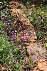 Ixia scillaris scillaris