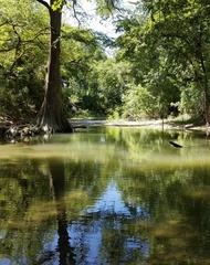 Micropterus treculii